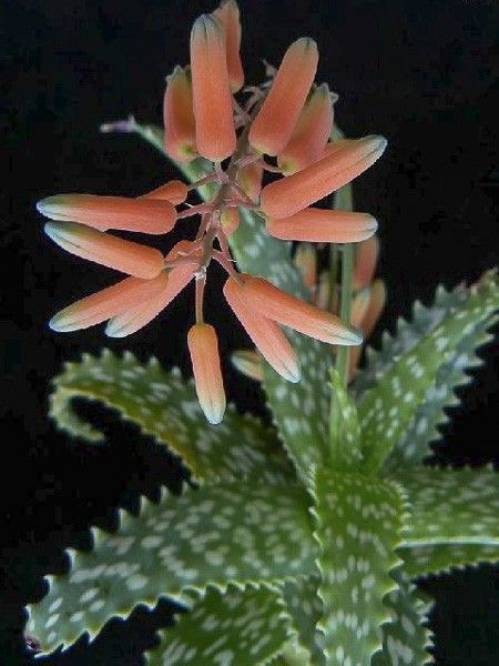 Aloes squarrosa