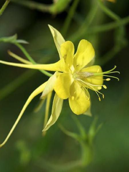 Ancolie à fleurs jaunes 'Yellow Queen'