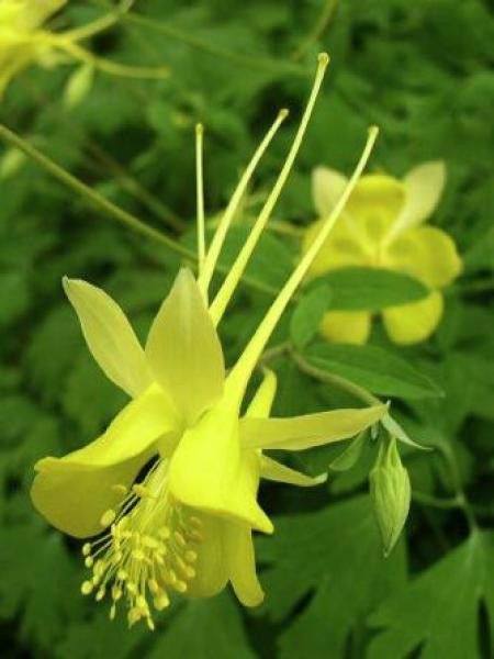 Ancolie à fleurs jaunes - Aquilegia chrysantha - Le Jardin du Pic Vert
