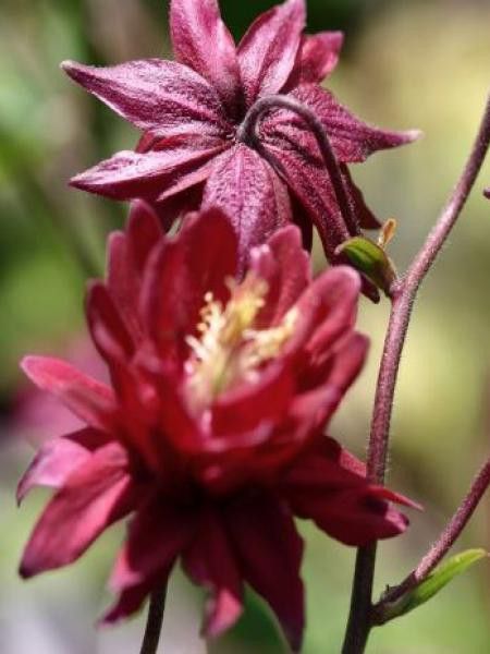 Ancolie 'Ruby Port'