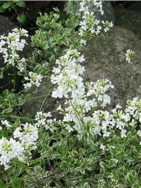 Variegated Alpine Rock Cress (Arabis ferdinandi-coburgi 'Variegata