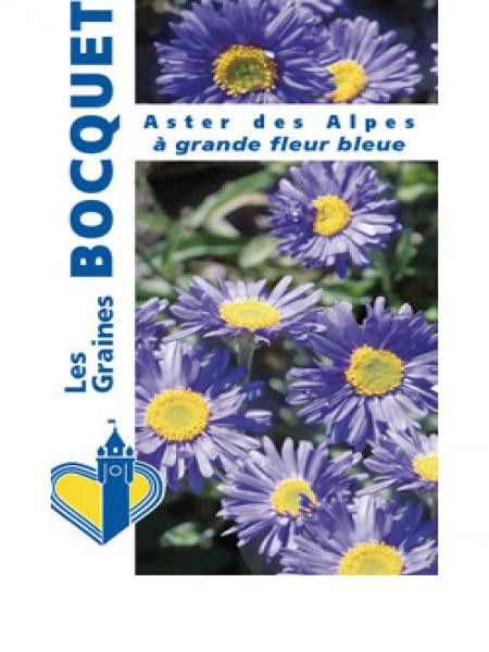 Aster des Alpes 'Grande fleur bleue'