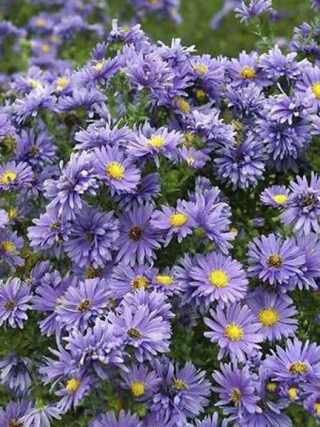 Aster grand d'automne 'Eventide'