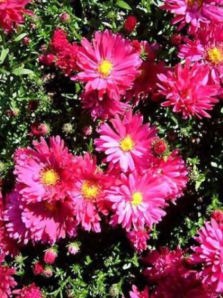 Aster grand d'automne 'Royal Ruby'