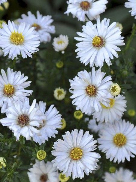Aster grand d'automne 'Weisses Wunder'