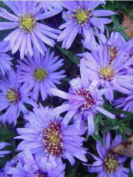 Aster nain 'Lady In Blue'