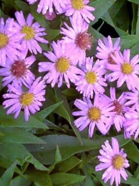 Aster nain 'Marjorie'