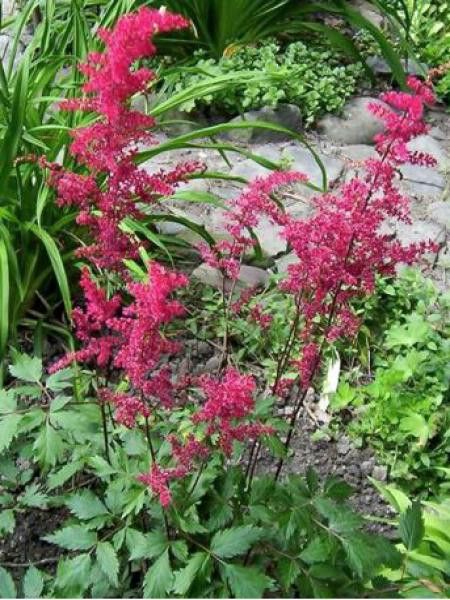 Astilbe d'Arends 'Spinell'