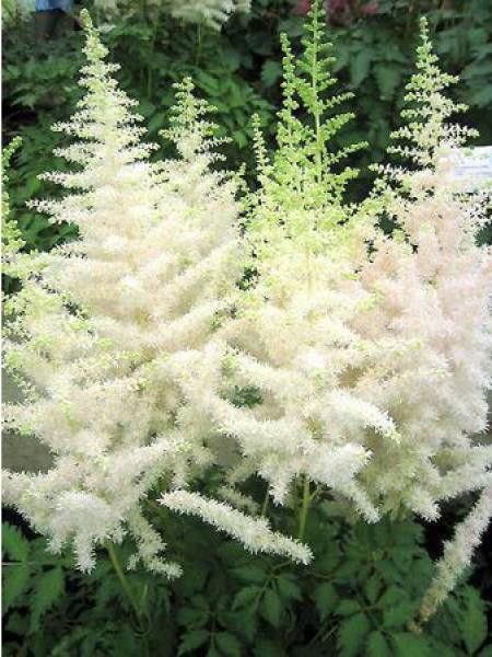 Astilbe d'Arends 'Weisse Gloria'