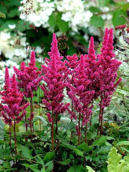Astilbe  'Vision in Red'