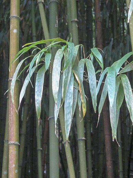 Bambou à chaume carré