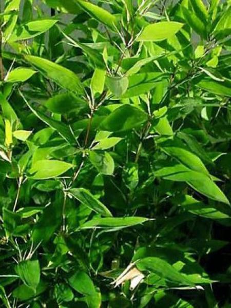 Bambou à feuilles de Ruscus