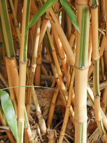 Bambou géant 'Castillonis'