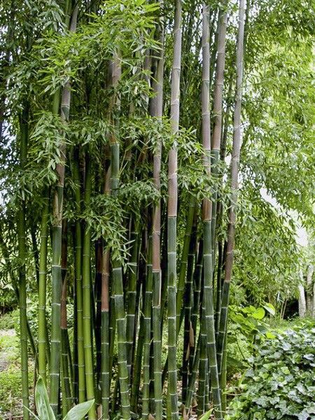 Bambou géant - Phyllostachys parviflora - Le Jardin du Pic Vert