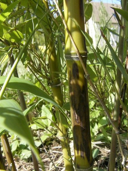 Bambou noir 'Boryana'