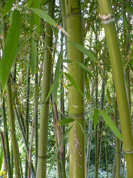 Bambou noir 'Henonis'