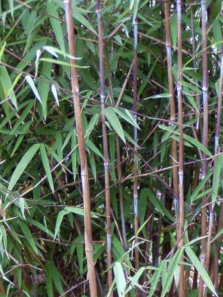Bambou non traçant 'Obelisk '