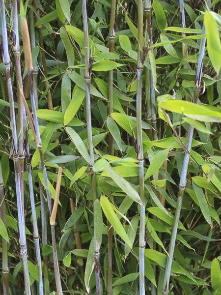 Bambou non traçant 'Winter Joy '