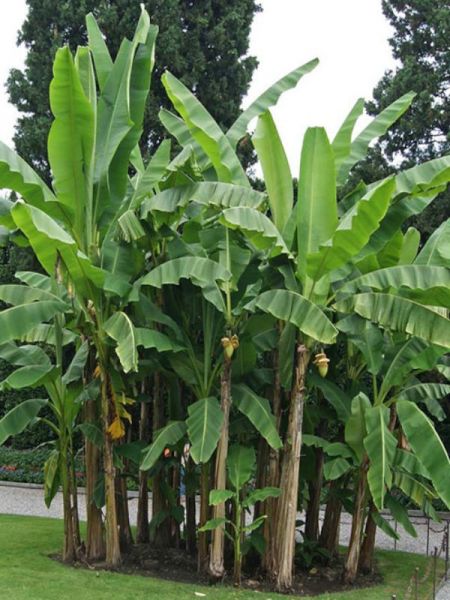 Bananier japonais, bajoo