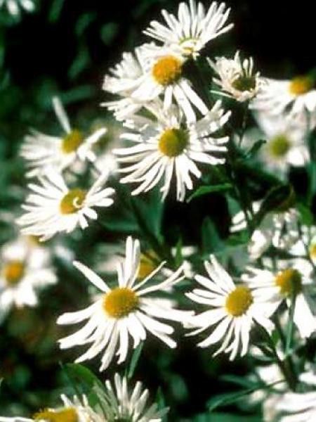 Boltonie, faux aster 'Snowbank'
