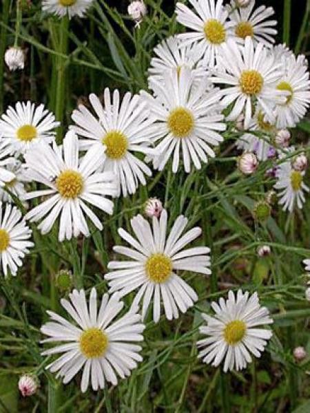 Boltonie, faux aster