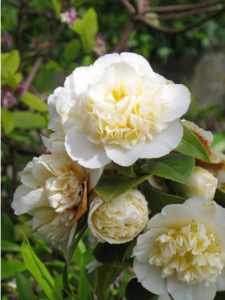 Camélia du Japon 'Jury's Yellow' - Camellia japonica - Le Jardin du Pic Vert