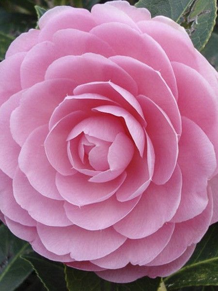Camélia 'EG Waterhouse' - Camellia x williamsii 'EG Waterhouse' - Le Jardin  du Pic Vert