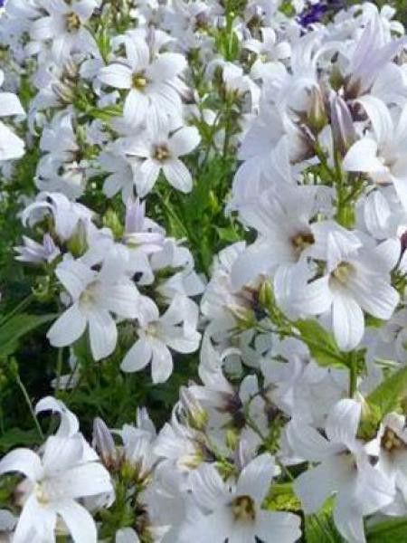 Campanule à fleurs laiteuses 'Alba' - Campanula lactiflora - Le Jardin du  Pic Vert