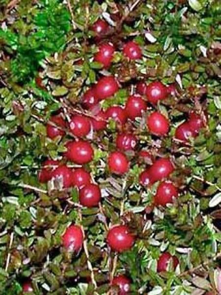 Canneberge, Airelle à gros fruits - Vaccinium macrocarpon - Le Jardin du  Pic Vert