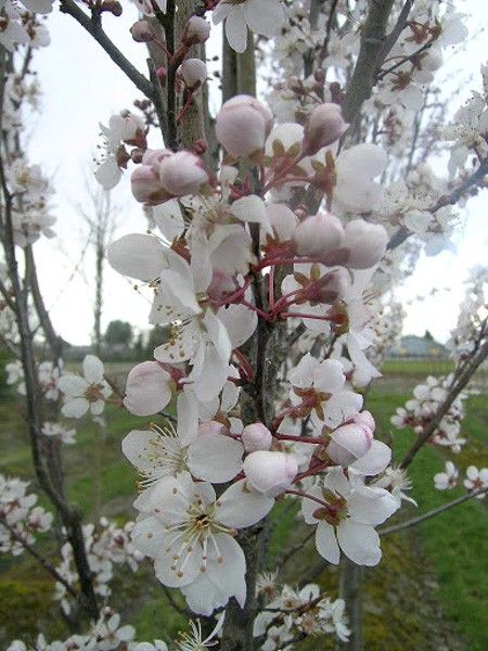 Cerisier à fleurs, Prunier myrobolan 'Crimson Pointe'