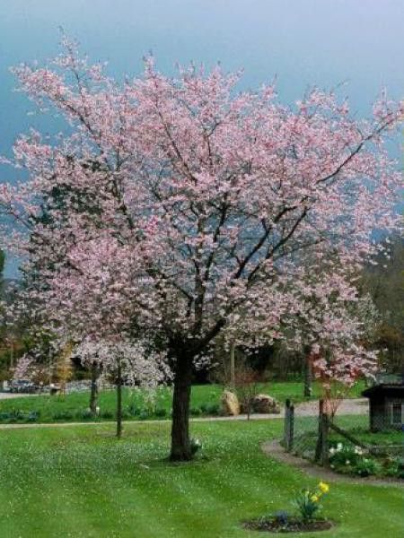 Cerisier du Japon 'Accolade'