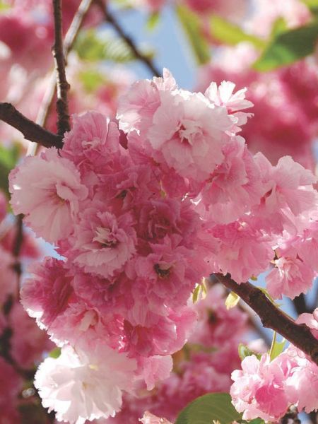 Cerisier du Japon 'Pink Perfection'