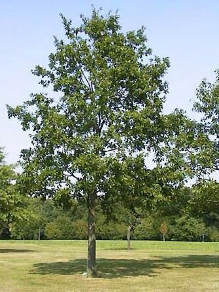 Chêne chevelu,Chêne lombard,Chêne de Bourgogne