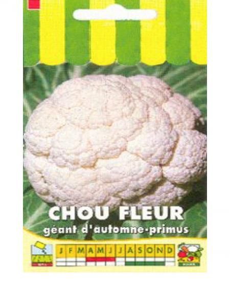 Chou fleur 'Géant d'Automne-Primus'