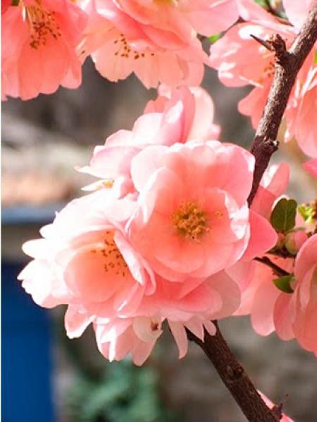 Cognassier du Japon 'Flocon Rose'