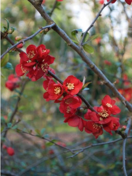 Cognassier du Japon 'Rubra Grandiflora'