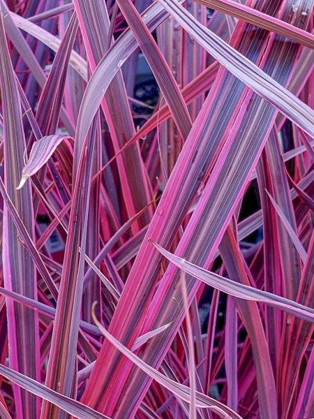 Cordyline 'Electric Pink '
