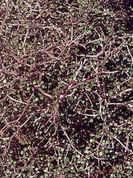 Corokie cotoneaster