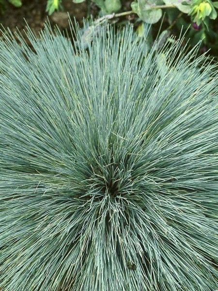 Corynéphore argenté, Canche des sables 'Spiky Blue'