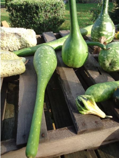 Courge 'Extra longue Dipper'