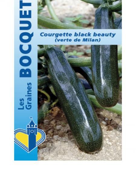 Courgette 'Black Beauty'