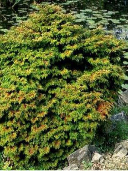 Cyprès hinoki du Japon 'Pygmaea'
