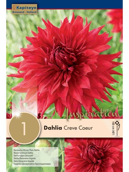 Dahlia Gpe Cactus 'Crève Cœur'