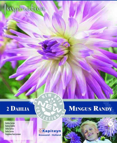 Dahlia Gpe Cactus 'Mingus Randy'