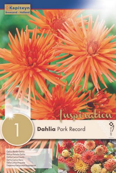 Dahlia Gpe Cactus nain 'Park Record'