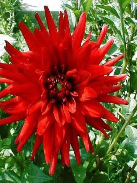 Dahlia Gpe Cactus nain 'Red Pigmy'