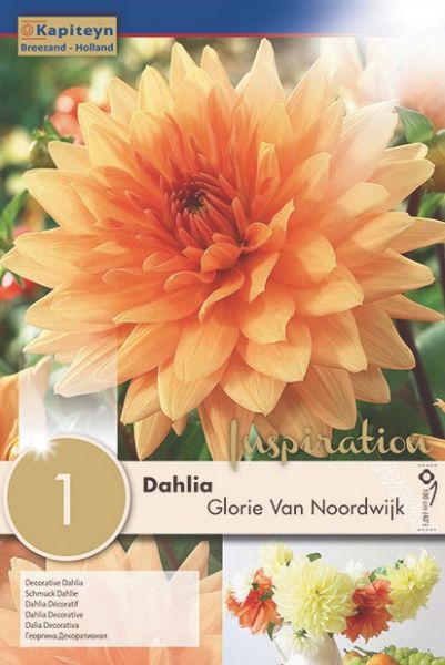 Dahlia Gpe décoratif 'Glorie Van Noordwijk'