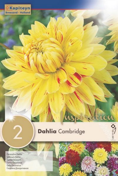 Dahlia Gpe décoratif 'Cambridge'