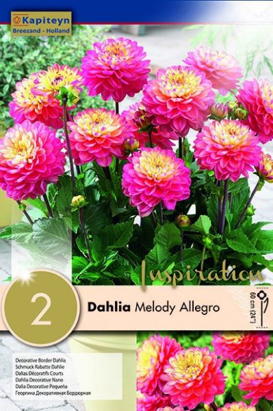 Dahlia Gpe décoratif 'Melody Allegro'