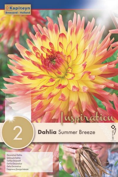 Dahlia Gpe décoratif 'Summer Breeze'